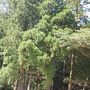 桜の花に囲まれて那智大滝・青岸渡寺・那智大社めぐり