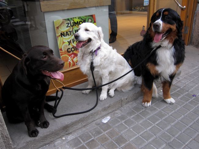 そこのけ そこのけ お犬が通る カタルーニャ地方 スペイン の旅行記 ブログ By わんぱく大将さん フォートラベル