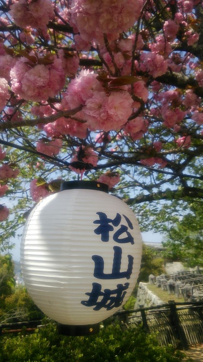 遅咲きの八重桜。<br />ばり綺麗。