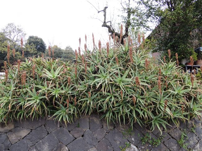 アロエがすごい(^^;