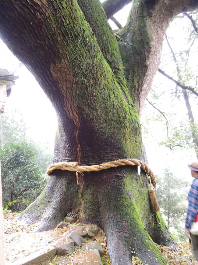 三鈷の松ってこれかな(･ω･)<br />松の葉を持っていると幸せになれるらしい( ﾟдﾟ)ﾓｯﾃｺﾅｶｯﾀｰ