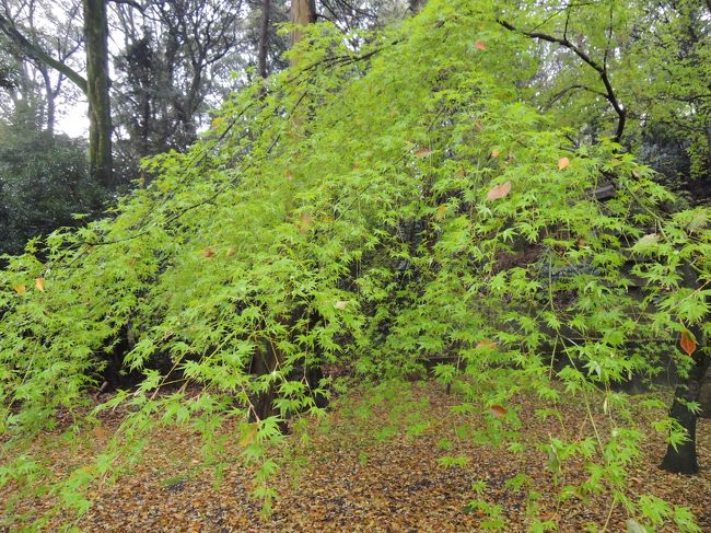 楓もすごいきれい(^^)