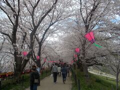 　権現堂桜堤。