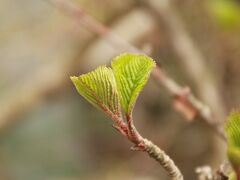 あちこちで芽が出始めています。