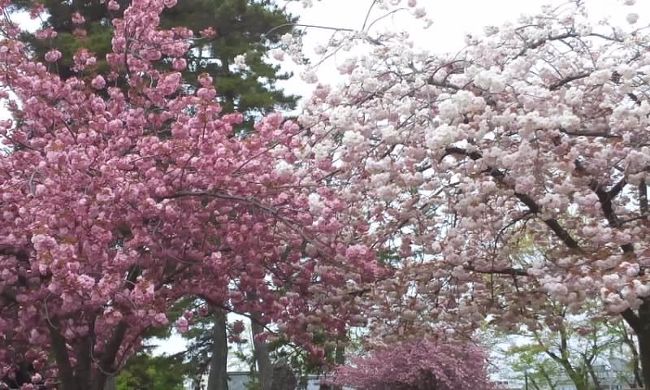 興福寺に来ました。<br />今年は桜があっという間に咲いて散ったなぁって思っていましたが、八重桜は今が満開です。ソメイヨシノはもう葉桜になっていますが。。