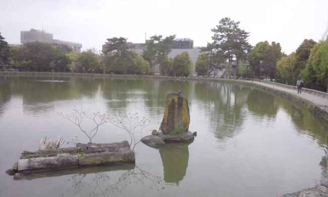 興福寺中金堂の見学を終えて、これから奈良町の方へ行きます。<br />ここは猿沢池。