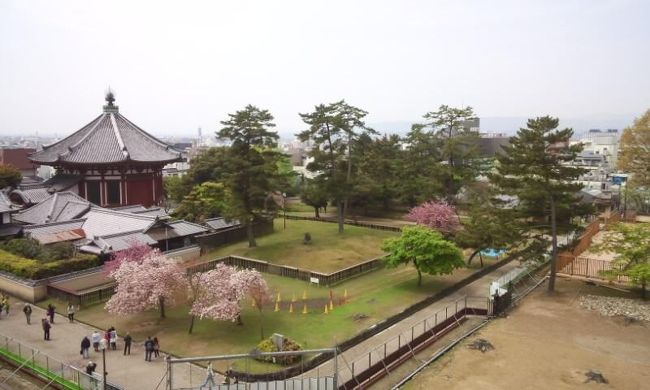 ここは２０ｍちょっとというところでしょうか、今見てきた八重桜と南円堂がよく見えます。