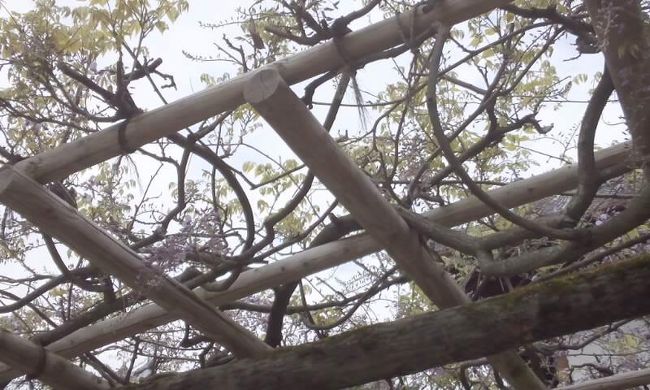 西国九番札所でもある興福寺南円堂へ来ました。ここの前の藤の花はそろそろ咲き始めです。<br />藤といえば、春日大社の砂ずりの藤が有名ですが、あそこもそろそろ咲き始めていることでしょう。