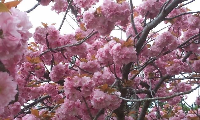 八重桜は薄いピンク色と濃いピンク色がありましたが、濃い方がいいなぁ。。まるで雪洞みたいです。