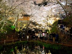 ＜前日の夜に、念願だった“天下第一の桜”と称される「高遠城址公園」の桜のライトアップを堪能することができました♪＞

　１つ前の旅行記はコチラ：http://4travel.jp/travelogue/11000569