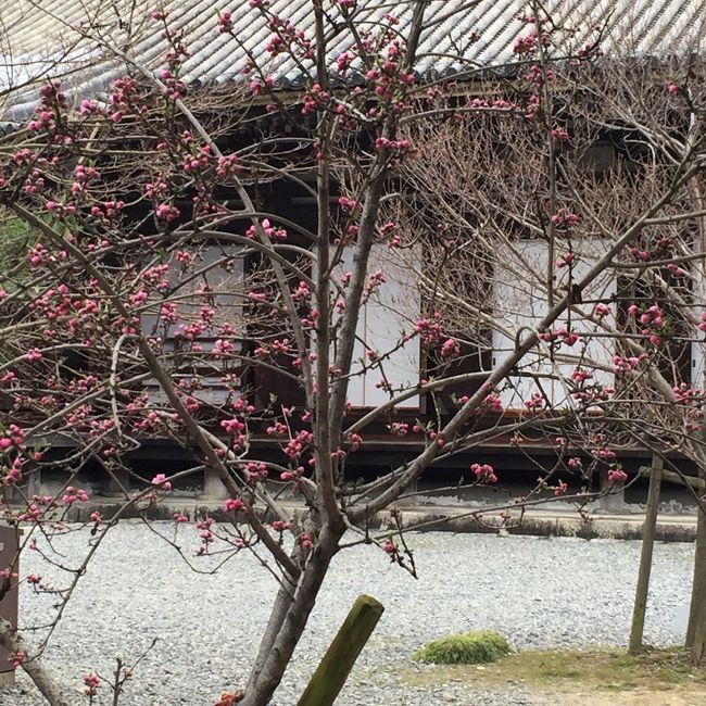 三十三間堂に到着。<br />そうそう、こんなだったな。遠い昔の中学の修学旅行。<br />仏像がずらっと並んでいた記憶しかないけど。<br /><br />今は一つ一つの仏像に時間をかけてみてしまう。そして手を合わせてしまうなあ。<br /><br />娘はやはり、サーっと眺めて先を急ぐ。<br />そうだよね。私もそうだったよ。<br />この歳になるとね、仏様にお願いしたいこと、いっぱいあるんだよ。