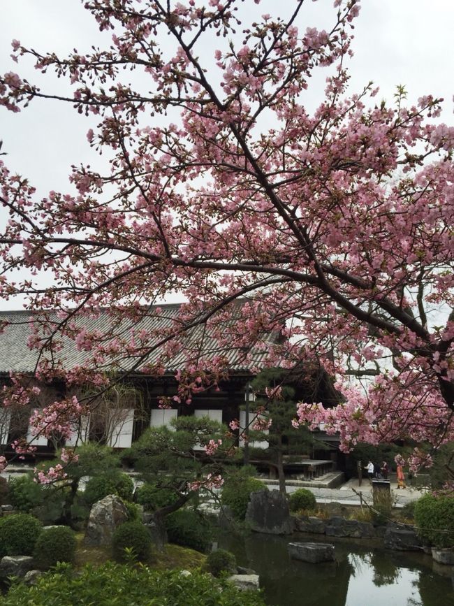 早咲きの桜が咲いていました。<br />なんだか得した気分。