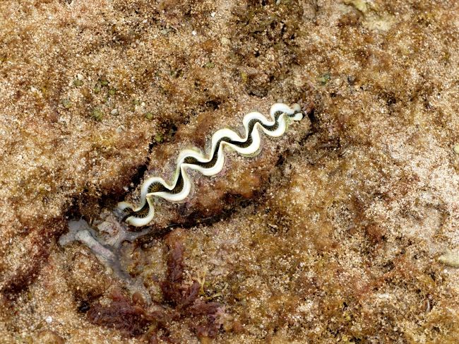 15 3宮古島 沖縄旅行6 入江湾 大潮のイムギャーマリンガーデン 保良泉ビーチサンゴ礁でシャコ貝を採る 宮古島 沖縄県 の旅行記 ブログ By Suomitaさん フォートラベル 15 3宮古島 沖縄旅行6 入江湾 大潮のイムギャーマリンガーデン 保良泉ビーチサンゴ礁でシャコ貝を採る 宮古島 沖縄県 の旅行記 ブログ By Suomitaさん フォートラベル