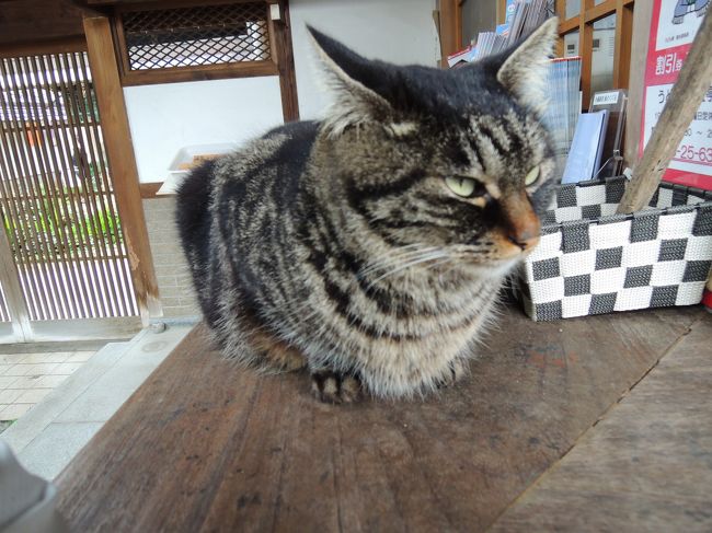 …おこってます(´･ω･`)?