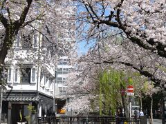 そして肝心の桜、見事満開\(^o^)／場所は祇園の高瀬川。
この週末はずっと雨予報だったのだけど、見事に桜を見る時は快晴でした！