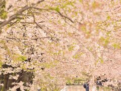 「SL福が満開ふくしま号」のお見送りの最後に、磐梯町駅に向かう途中で気になっていた喜久田駅の桜並木にやって来ました
うお、これはまた見事な桜のトンネル、素晴らしい！