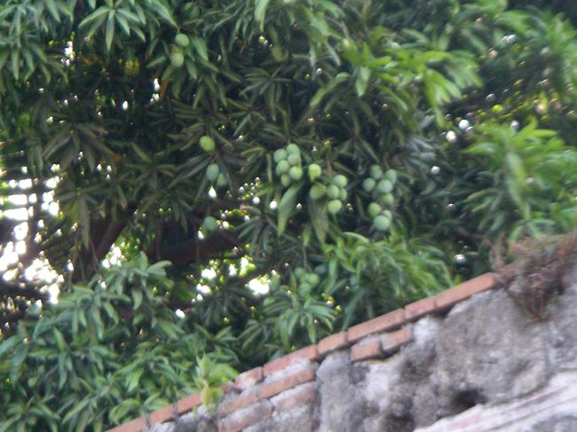 壁の向こうの木に実っているのはマンゴーです。フィリッピンではどこでも採れるらしいです、但しマニラでは買うしかないとのこと。