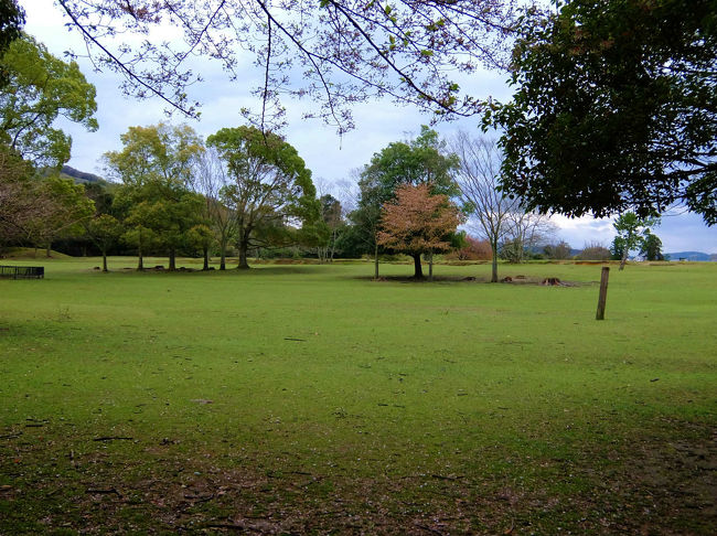 ２０１３　夜明けの飛火野<br />http://4travel.jp/travelogue/10734720