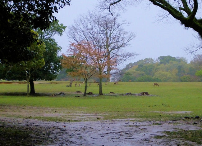 飛び火野、、　雨。。