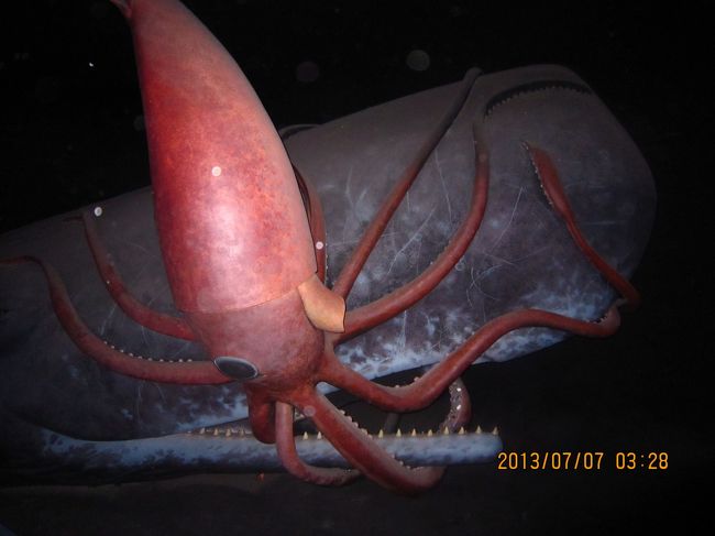 こわっっｗ<br /><br />深海の様子？　ダイオウイカとクジラの戦いｗ