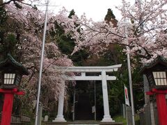 ６日に青葉神社の前を通ったら、桜がキレイに咲いていたけれど、疲れていたし、階段を上るのが嫌だったので・・・改めて今日、見に来てみました。

参道の鳥居を取り囲むように、桜が満開です。

新しい鳥居が復旧され、神社の入口らしさが戻りました。