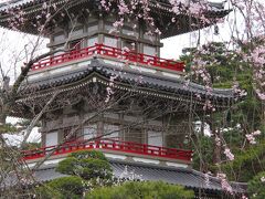 ついでなので・・・輪王寺の庭園にある枝垂桜の開花が進んだか気になって、確認しに来てみました。

でも・・・どうやらこの程度の花つきの桜のようで・・・２日前とほとんど変わりなかったです〜〜(；ﾟДﾟ)。蕾がついてないから、こんな感じが満開のようです。