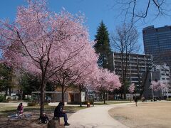 翌９日。

ほんとにキレイな青空だったので・・・どうしても桜が見たくなって・・・やや早めに満開となっている（はずの）錦町公園の桜・・・まだ間に合うかな〜と思って出かけてみました。

勾当台公園には桜の木があまりないのですが、斜め向かいの錦町公園には、ソメイヨシノよりもちょっと早目に咲くコヒガンザクラがあります。

昨年訪れた時にはちょっと早目のタイミングだったけど、今年はもうとっくに満開・・・ピークを過ぎているかも・・・って感じですが・・・ソメイヨシノの淡い色よりも濃いピンクが可愛らしく、青空に映えています。