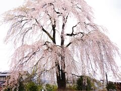 城堀川緑地のしだれ桜

推定樹齢 90年　樹高 15ｍ

R120号線(真田街道)沿いに有ります。
ピークは少し過ぎたかな？