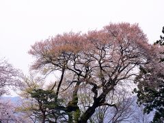 沼田公園 御殿桜

残念ながら散っていました(;_;)/~~~