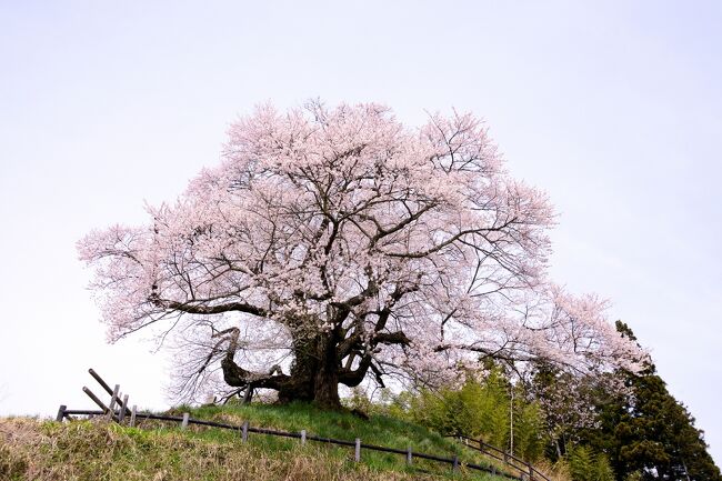 青空に一本桜 を求めて でも それ以外の桜にも目がいきます 沼田 群馬県 の旅行記 ブログ By はるさん フォートラベル