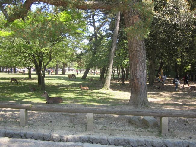 御天気がいいのでお弁当を持って大通りを渡って奈良公園へ<br /><br />今日は車で来たのでコンビニでオールフリーを調達しました。