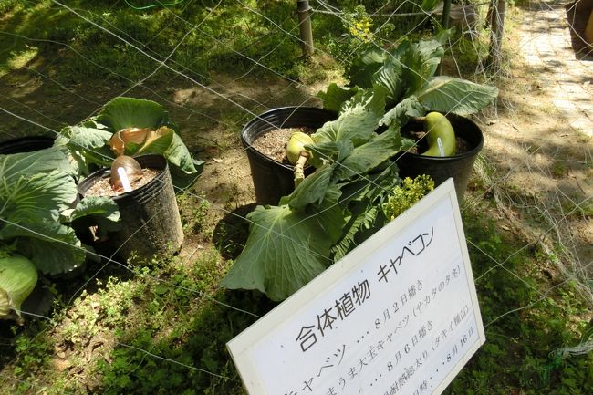 キャベコンというそうな。