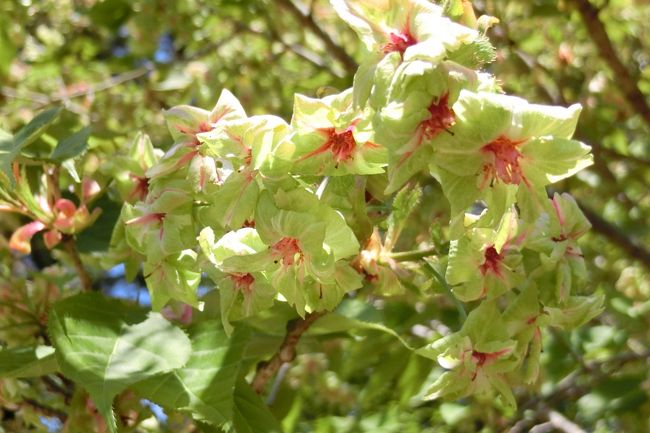 「御衣黄」という名の緑色の花びらの桜。