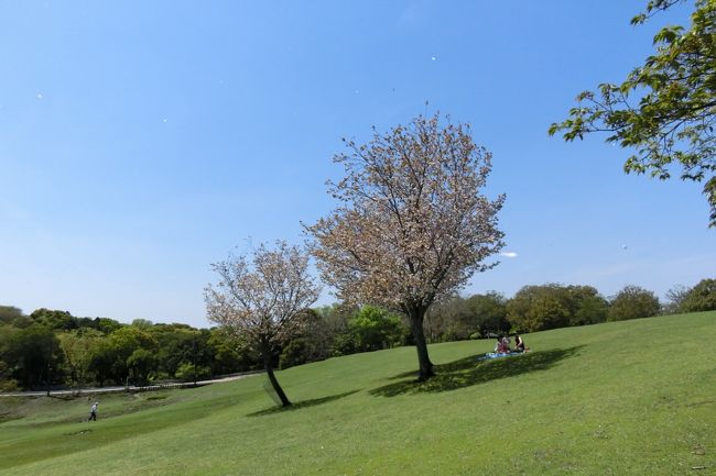 どこかの一本桜を彷彿とさせる飛火野の二本桜。