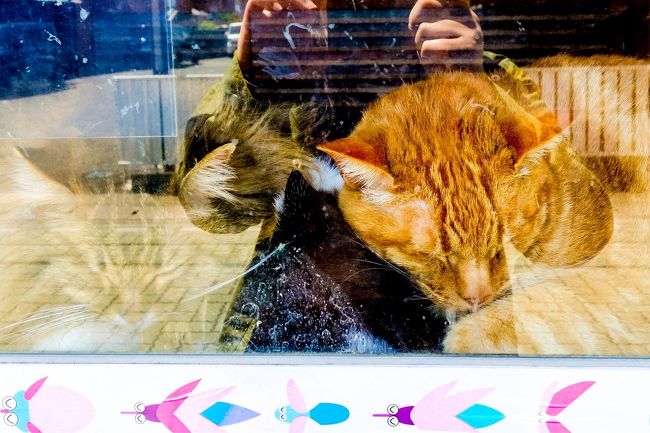 逆光でわかりにくいけど<br /><br />今日は三匹が日向ごっこ