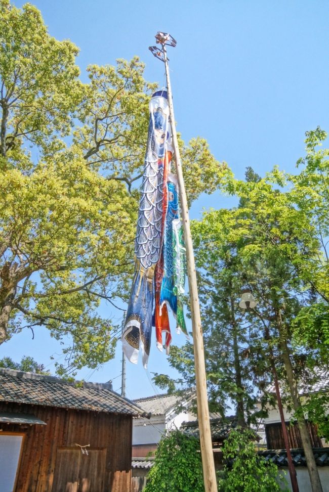 鯉のぼりも