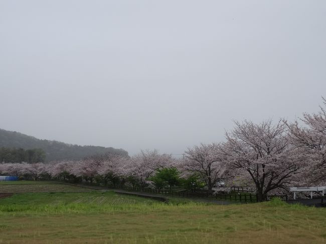 桜の季節に 中伊豆 吉奈温泉 東府やresort&spa-izu』月ヶ瀬 桜の季節に 中伊豆 吉奈温泉 東府やresort&spa-izu』月ヶ瀬