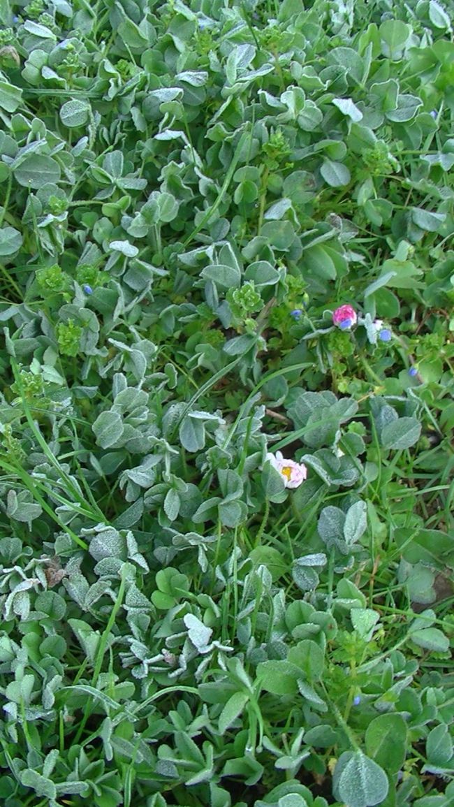 朝は冷えました・・<br /><br />霜がわかりますかしら？