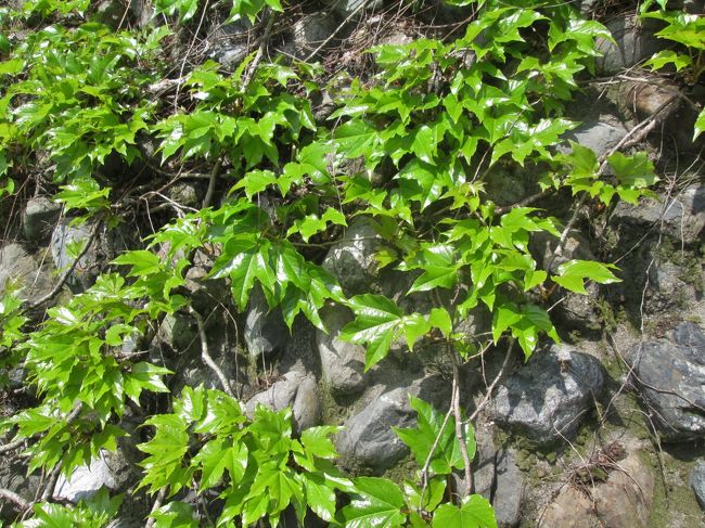 石垣を覆うツタの新緑　9：22