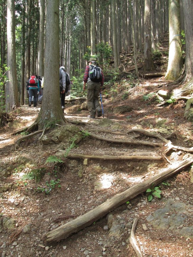 この辺りは杉・檜の根が張った道が続きます。