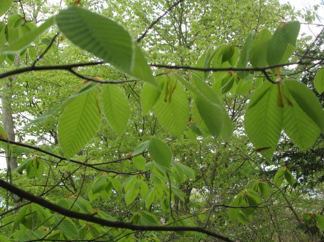 トチノキのように見えますが自信はありません。