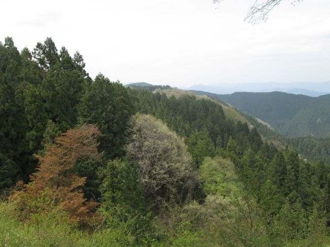 芽吹いたばかりの新芽は樹木の種類ごとに色が異なるいます。13：31<br />夏になると緑一色で判別困難です。