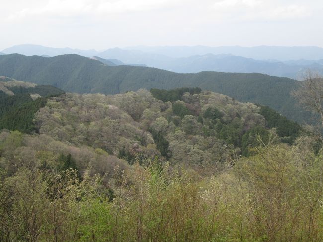 落葉樹は芽吹きが始まったばかりで、白緑（ビャクロク）と言われる白っぽい緑です。13：49