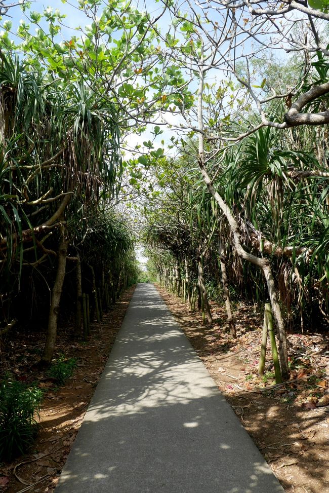 ジャングルのようなところを少し歩く