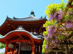 南円堂は、入って右側にあります。
この右手にある藤棚がまた歴史を感じさせます。根元は石で囲われて守られています。