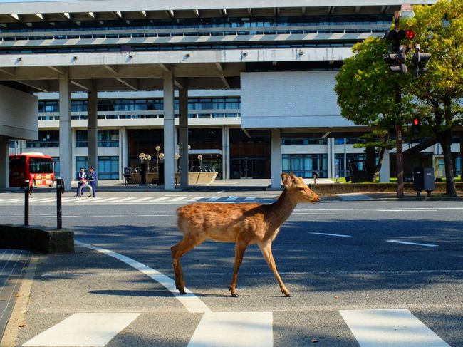 鹿のコロニーで都会の疲れを癒す 大人の奈良あるき 奈良市 奈良県 の旅行記 ブログ By Nomadic Dreamさん フォートラベル