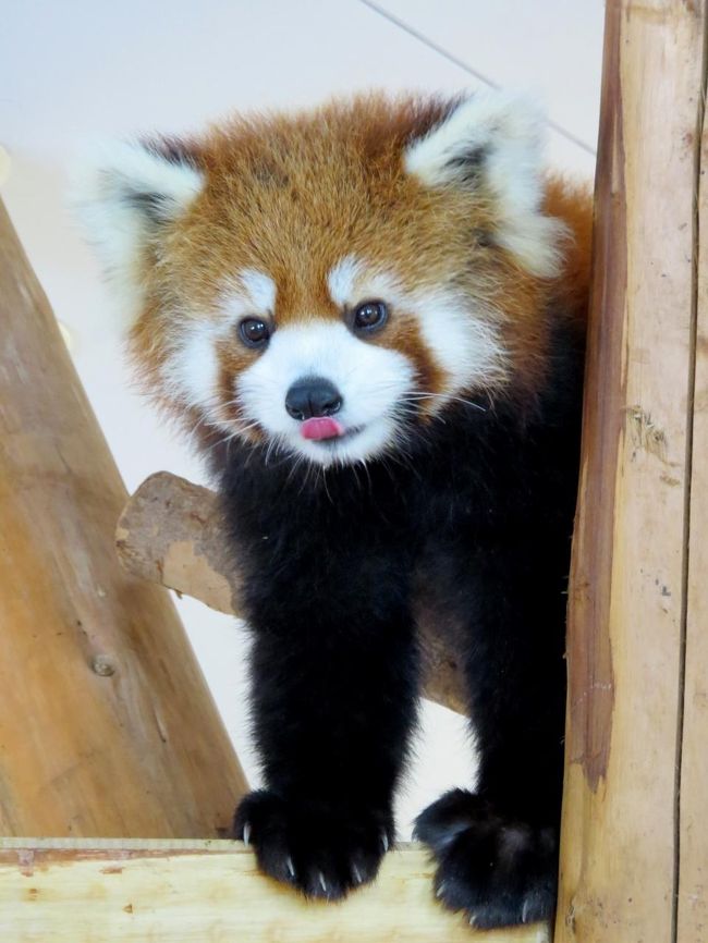 息子君で素晴らしいと思うのは、キーパーさん大好きでべったりな割には、キーパーさんがいない時に落ち込んだりしないところです。<br />好奇心旺盛なのか自分でいろいろと楽しいことを見つけ出して時間を過ごします。<br />