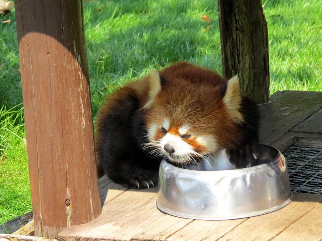 朝一番は前回訪問と変わらず后ちゃんとシンシン君のペアでした。<br /><br />もう既にすでにレッサーパンダの恋のシーズンは終了しており、アドベンでは恋のシーズン以外は単独展示がデフォルトですが、来年のペアリングに向けて后ちゃんとシンシン君が一緒にいる時間を長めに取ってくれているそうです。