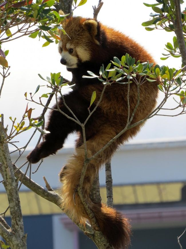 微妙な体勢で気に引っ掛かっているシンシン君。<br />よくこの姿を見ますので彼的にはこの体勢が落ちつけるようですね。