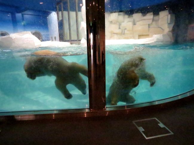 左がオホトさん、右がゴーゴ君。<br /><br />発情期でテンションが高い２頭・・・特にごゴーゴ君のテンションが高い高い！！